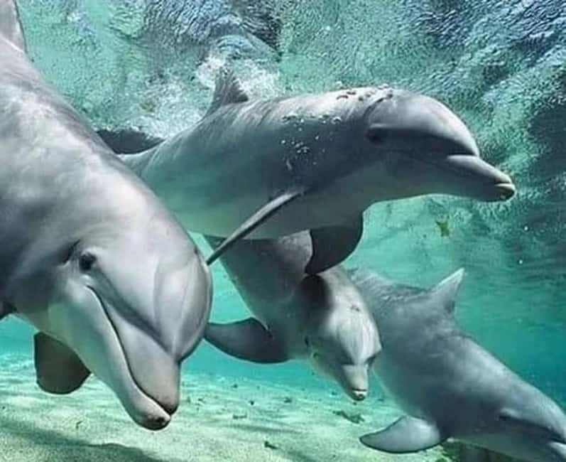 Mnemba: Dolphin Swim & Snorkeling Adventure Day Trip - Practical Details and Value