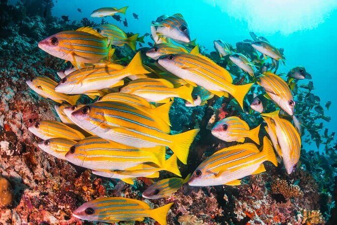 Mnemba Dolphin Tour, Jozani Forest Tour, The Rock, Prison Island - Who Will Love This Tour?