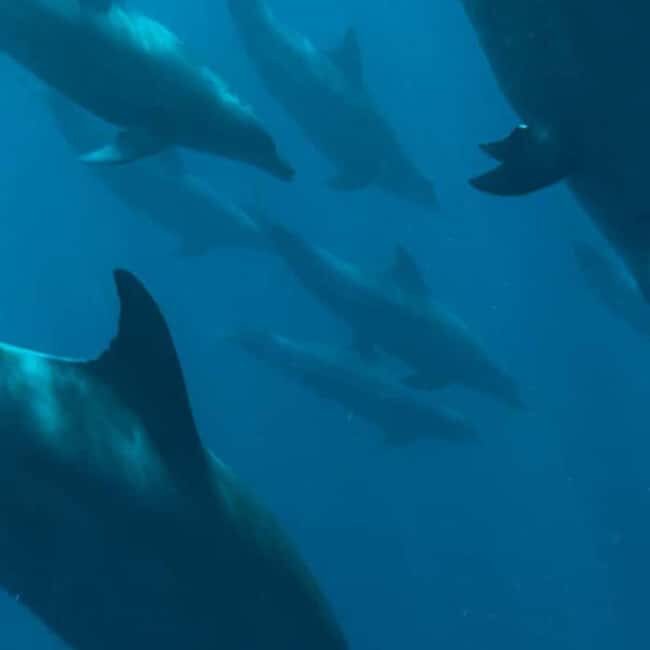 Mnemba Dolphin Watching & Prison Island Adventure With lunch - Details That Matter