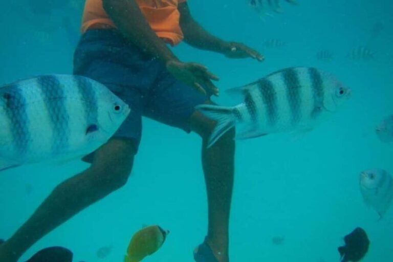 Mnemba Island Dolphin + Snorkel, Kuza Cave & Rock Restaurant - Who Will Love This Tour?