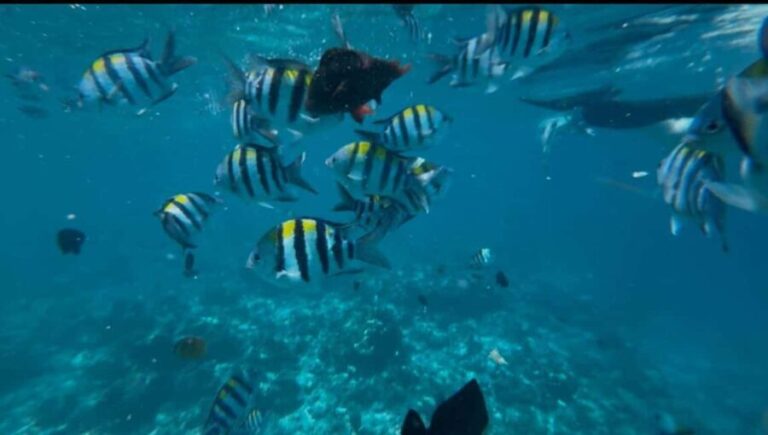 Mnemba Island: Dolphin Swim & Snorkeling with Lunch Option - What to Expect During Your Day