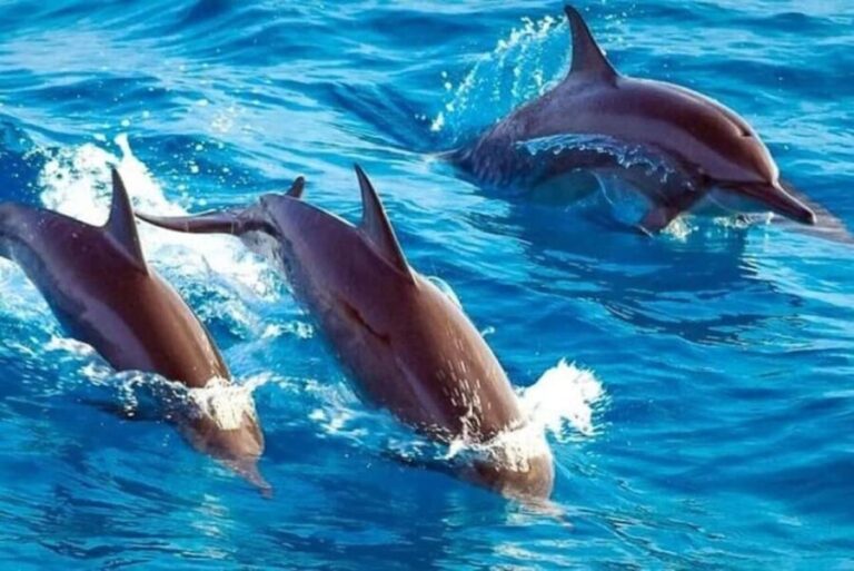 Mnemba Island: Guided Snorkeling & Dolphin Swim Experience - Who Should Consider This Tour?