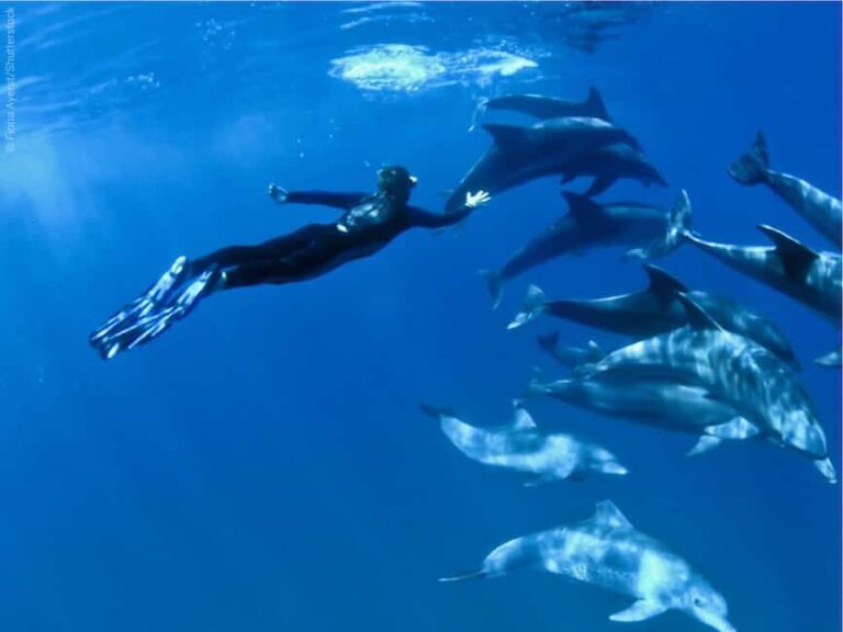 Mnemba Island: Half-Day Dolphin Swim & Snorkeling Boat Trip - The Itinerary Breakdown