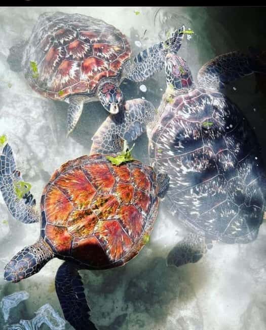 Mnemba island &Nungwi Aquarium & Sunset at kendwa (full day) - The Experience: Strengths and Considerations