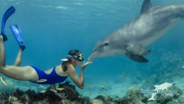 Mnemba Island: Snorkeling & Swim with Wild Dolphins - What’s Included and What to Expect
