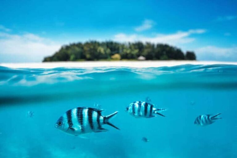 Mnemba paradise; snorkling with jet ski from kendwa beach - The Value of This Tour