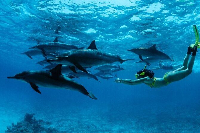 Mnemba Snorkeling, Dolphin and Baraka Natural Aquarium - Exploring the Itinerary in Detail