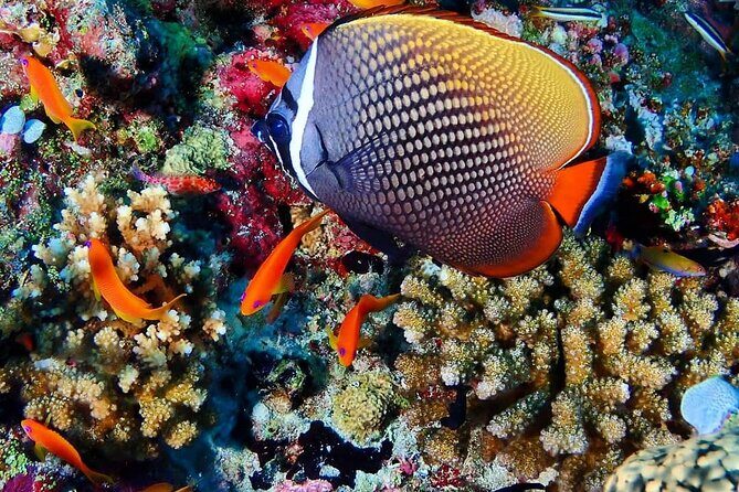Mnemba Snorkeling, Kuza Cave, Blue Lagoon, Starfish Tour, The Rock Restaurant - Authentic Experiences and Highlights from Travelers