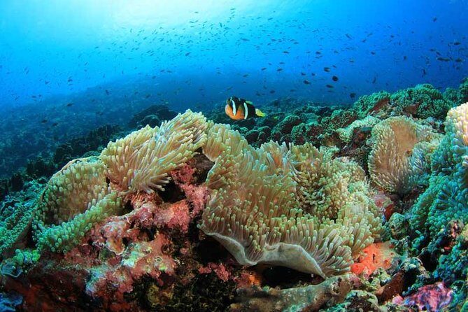 Moalboal Sardine Run and Kawasan Day Tour - What Travelers Say