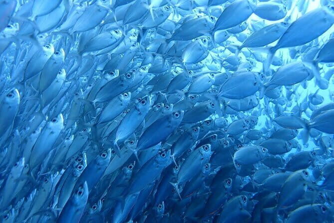 Moalboal Sardine Run, Sea Turtle and Mantayupan Falls - What Real Travelers Say