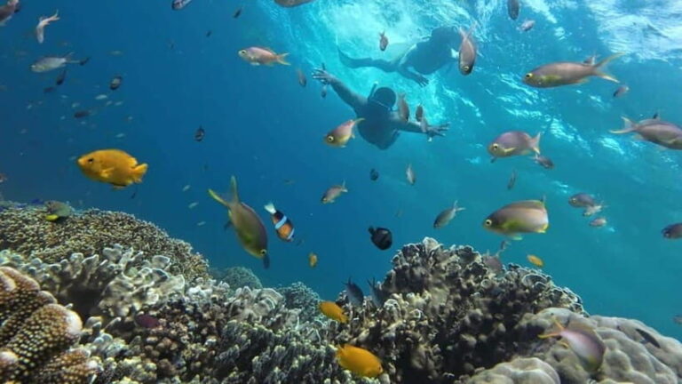 Moalboal: Sardine Run, Turtles and Pescador Island Hopping - Detailed Breakdown of the Itinerary
