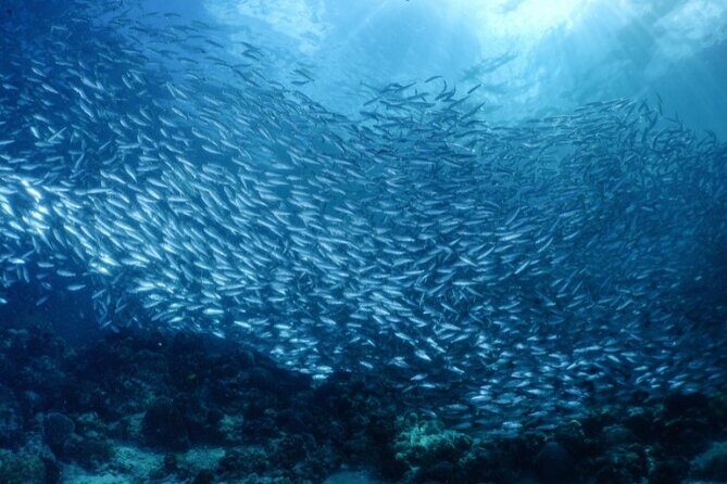 Moalboal Sardines Run Private Tour w/ Transfers Option - Why Guides Make a Difference