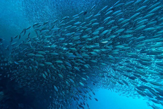 Moalboal Sardines & Turtle Snorkeling and Kawasan Canyoneering - The Sum Up