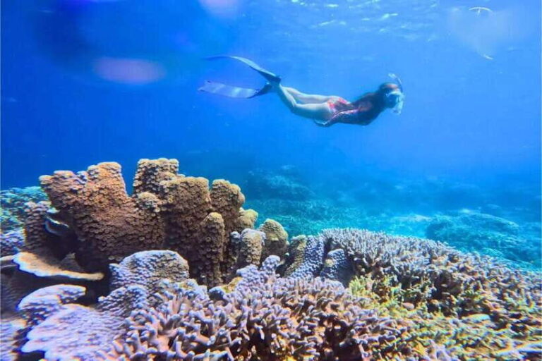 Moalboal : Scuba Diving Sardine Run and Turtle Chasing - What Makes This Tour Stand Out?