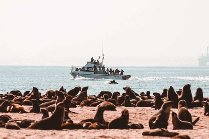 Mola Mola Marine Dolphin Cruise & Beach Braai on Pelican Point - The Value of the Tour