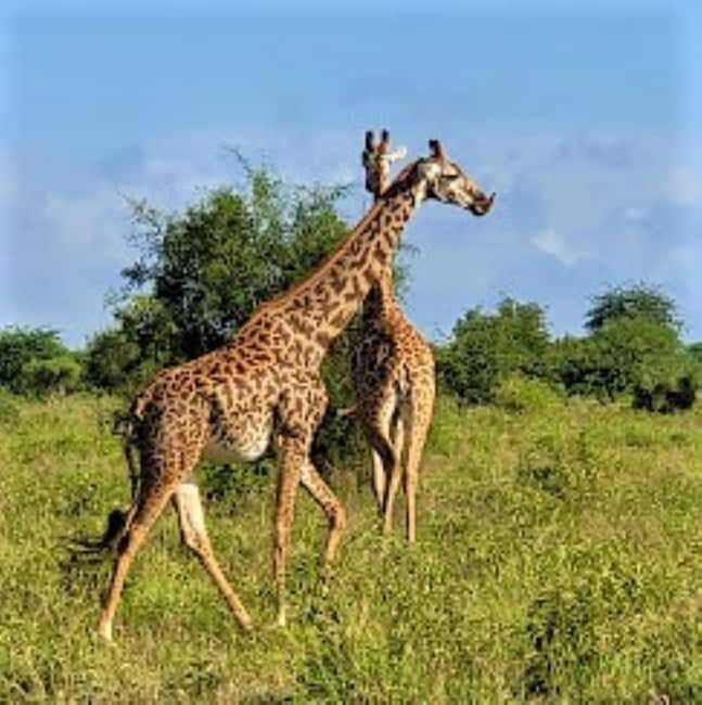 Mombasa: 2-Day Safari to Taita Hills Game Sanctuary - The Itinerary and What You Can Expect