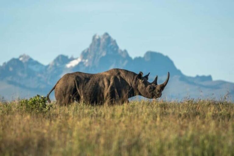 Mombasa: 3-Day Amboseli and Tsavo West Safari - Who Should Consider This Tour?