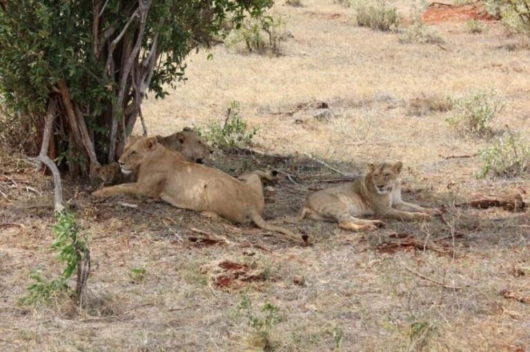 Mombasa: 4-Day Safari to Tsavo East, Tsavo West & Amboseli - What’s Included and What’s Not