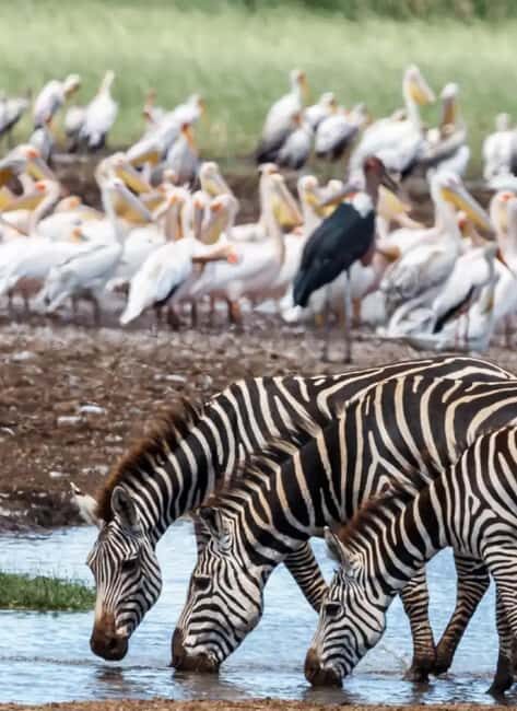 Mombasa: 6-Day Tsavo West, Tsavo East, and Amboseli Safari - What to Expect from the Experience