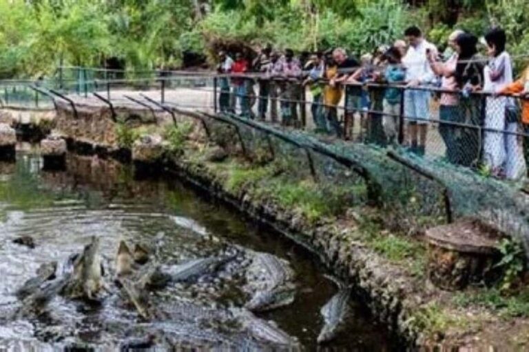Mombasa Full Day Tour and Excursions - Transportation, Group Size, and Value