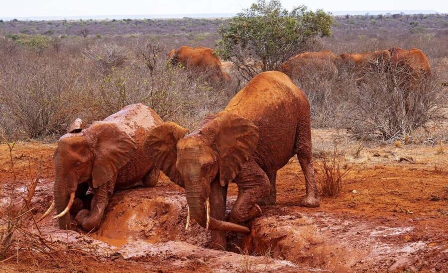 Mombasa: Overnight Safari to Tsavo East From Diani Beach - What’s Included & What to Consider