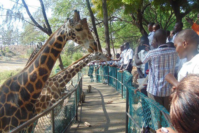 Mombasa Private City Tour & Haller park Sanctuary with sea food luch - The Experience: What Travelers Are Saying