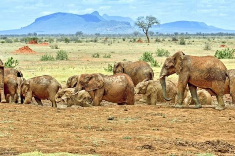Mombasa: Tsavo East Park Day Trip with Foreign Languages - What Makes This Tour Stand Out?