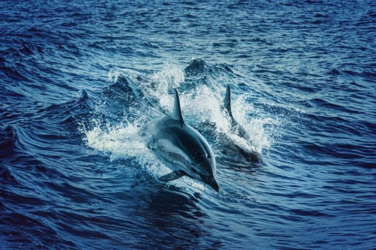 Mombasa: Wasini Dolphin Tour - Who Should Consider This Tour?