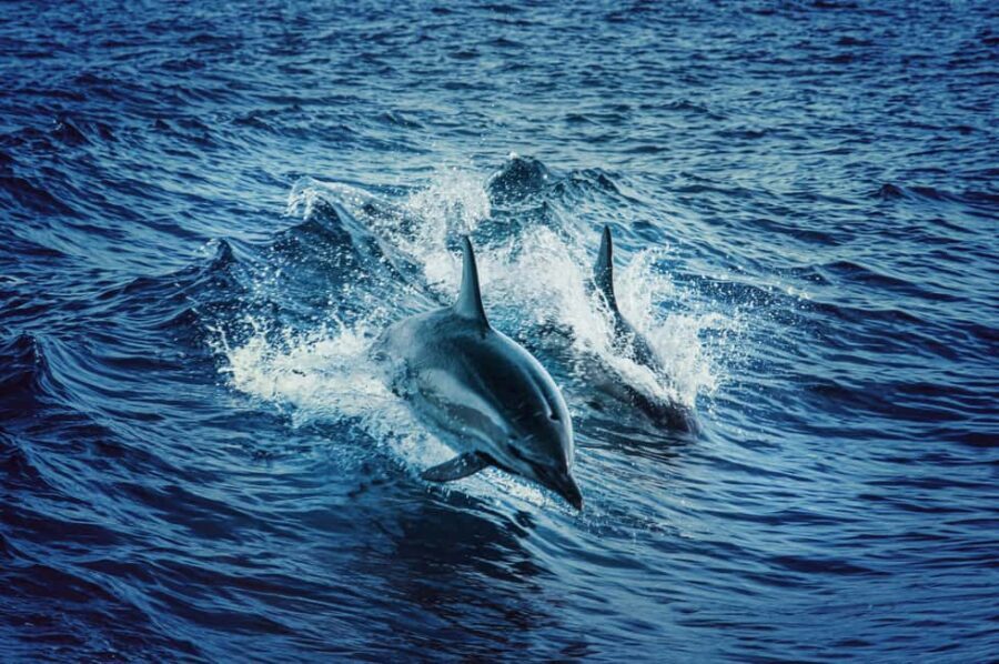 Mombasa: Wasini Dolphin Tour - Who Should Consider This Tour?