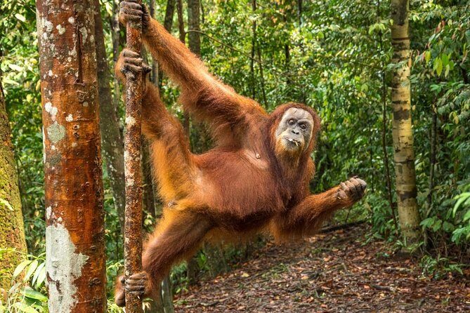 Monkey Business 3 days - 2 nights Jungle trekking (including rafting) - Why This Tour Is Worth It