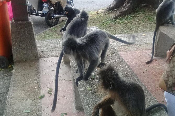 Monkey Hill, Eagle &Firefly Tour+Free Batu Caves Visit. - Final Thoughts