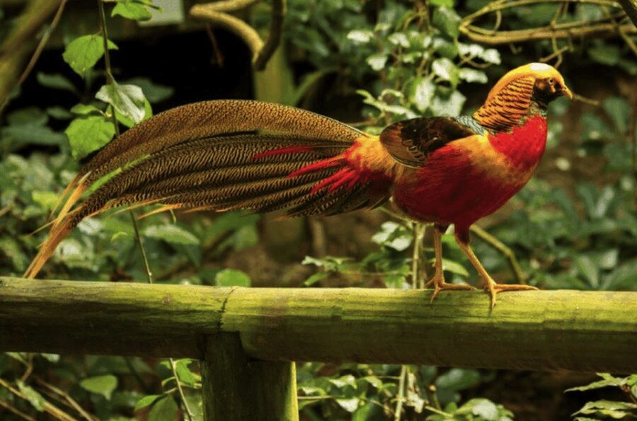 Monkeyland, Birds of Eden, Jukani - Animal Sanctuaries