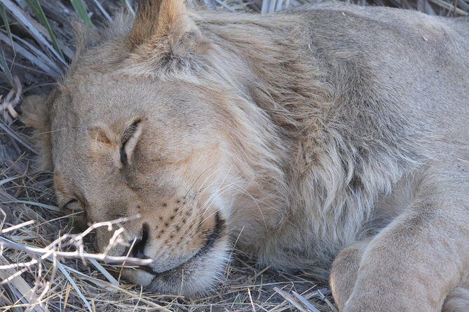 Moremi Day Trip (full day) - Authentic Experiences and Unique Insights