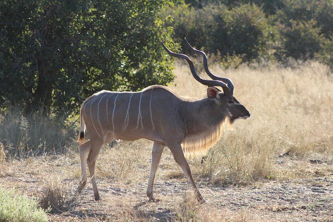Moremi Game Reserve Day Trip - The Itinerary: What to Expect