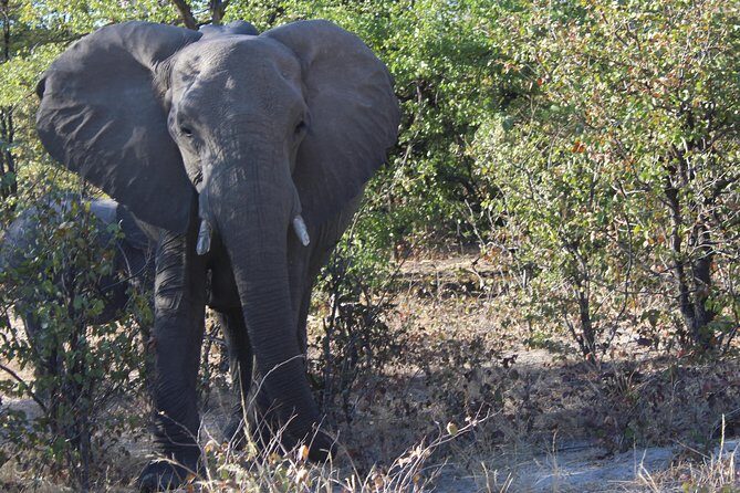 Moremi One Day Game Drive Safari - Who Will Love This Tour?