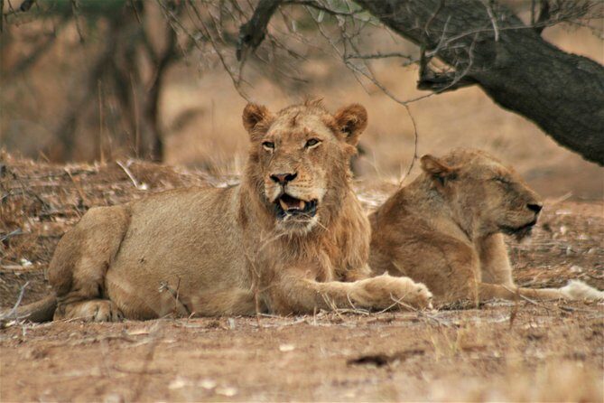 Morning Kruger National Park Safari - The Sum Up