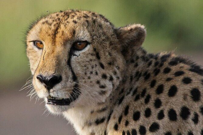 Morning or Afternoon Safari Tour - The Practical Side: Transportation, Timing, and What’s Included