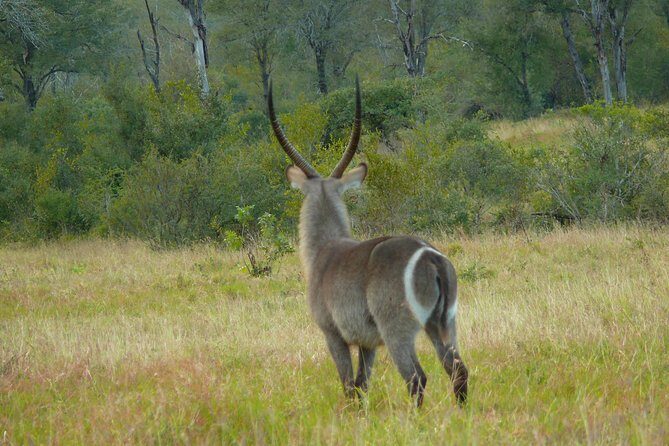 Morning Safari in Kruger National Park from Hazyview (AM KNP) - A Closer Look at the Safari Experience