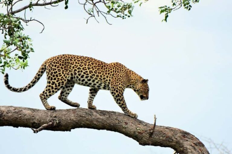 Morogoro: 3-Day Ruaha National Park Safari with Lodging - Why This Tour Offers Good Value