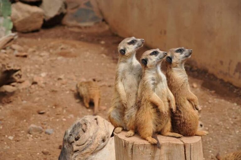 Morogoro: Day Mikumi Safari Luxury Transfer & Open Jeep - Game Drive: What Wildlife Will You See?