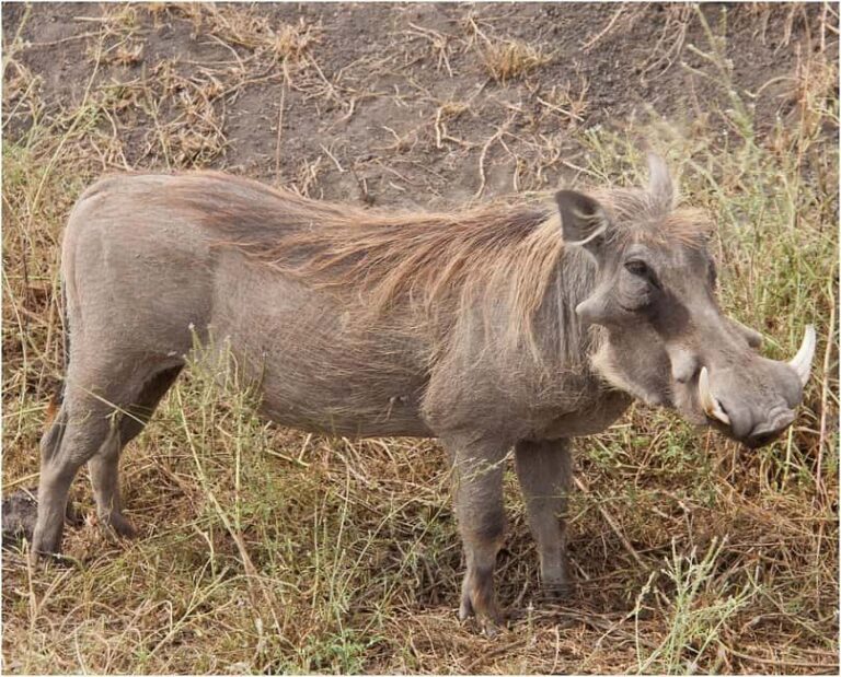 Morogoro - Mikumi national park: Day safari - What’s Included and What to Consider