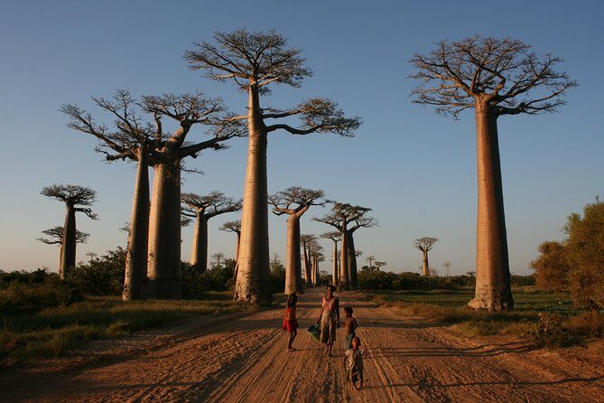 Morondava Day Tour to Kirindy Park and Baobab Avenue - What’s Included and What’s Not