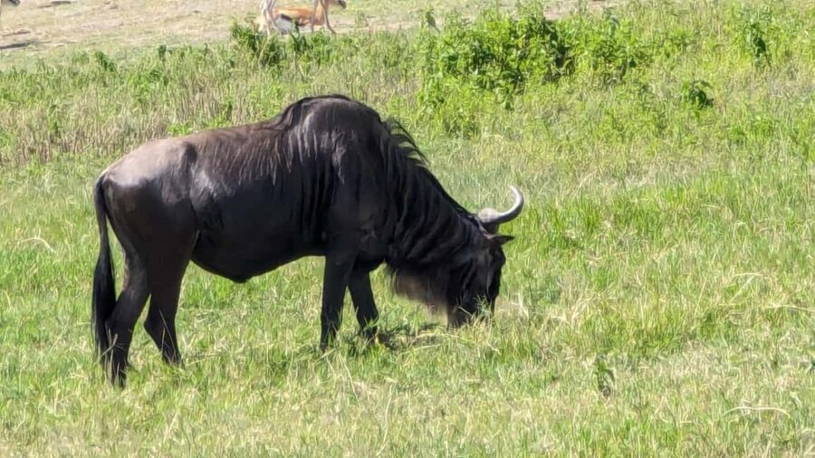 Moshi: 2-Day Tarangire and Ngorongoro Crater Safari - What Makes This Safari Stand Out?