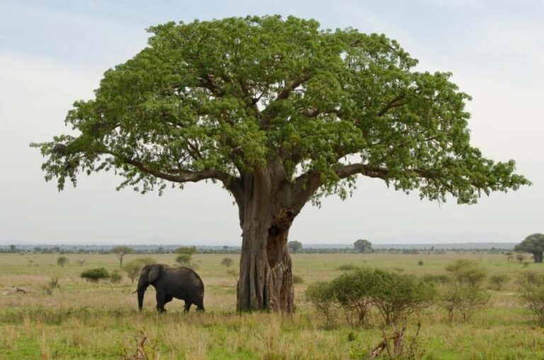 Moshi: 4-Day Serengeti and Ngorongoro Crater Camping Safari - The Experience: What’s Included & What’s Not