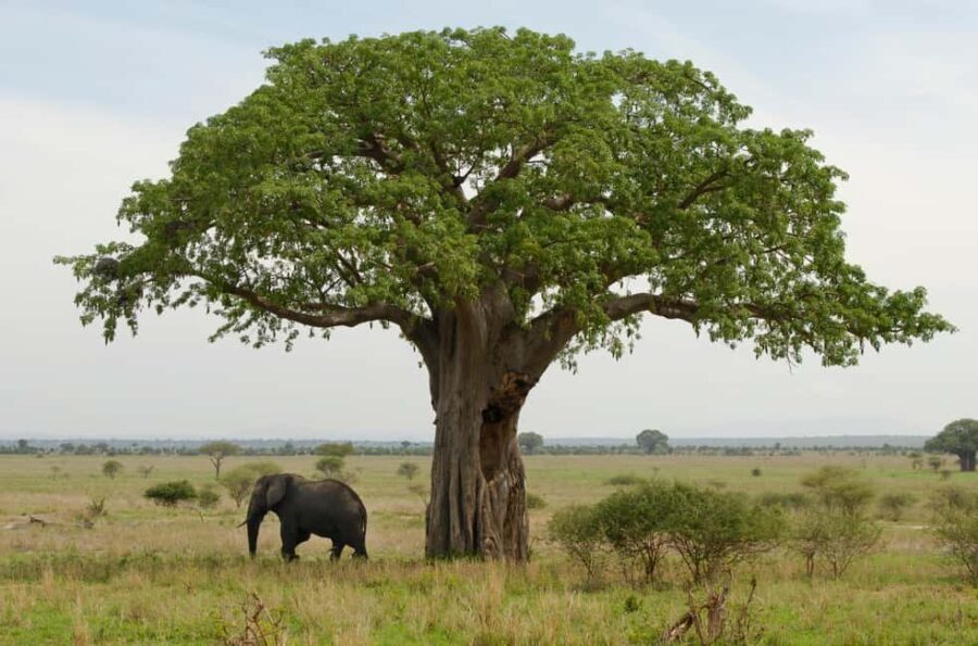 Moshi: 4-Day Serengeti and Ngorongoro Crater Camping Safari - The Experience: What’s Included & What’s Not