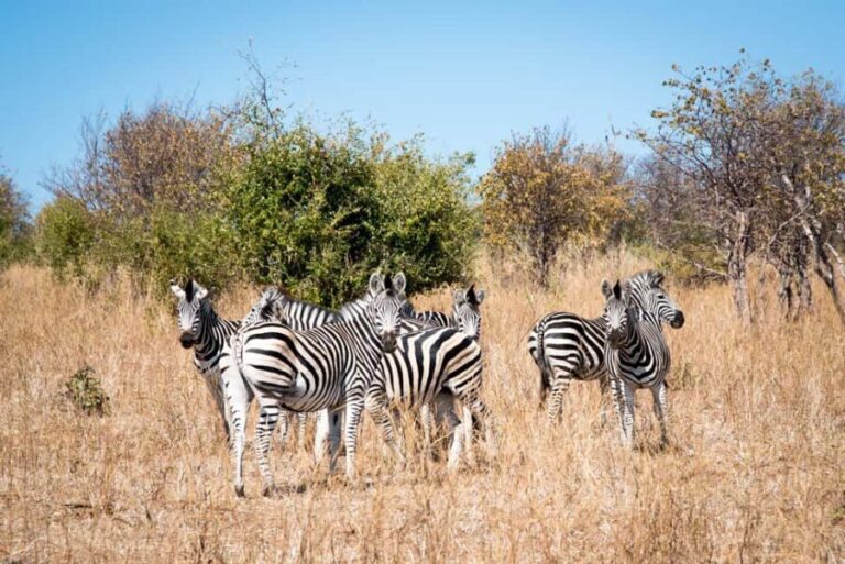 Mosi oa Tunya Game Drive and Rhino Walking Safari - Authentic Experiences and Honest Impressions