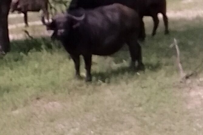 Mosi-oa-Tunya National Park Rhino Walk - Who Will Love This Tour?