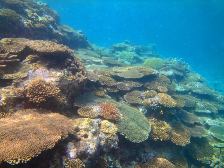 Motobu: Kayak and Snorkel Private Booking - The Value of This Experience
