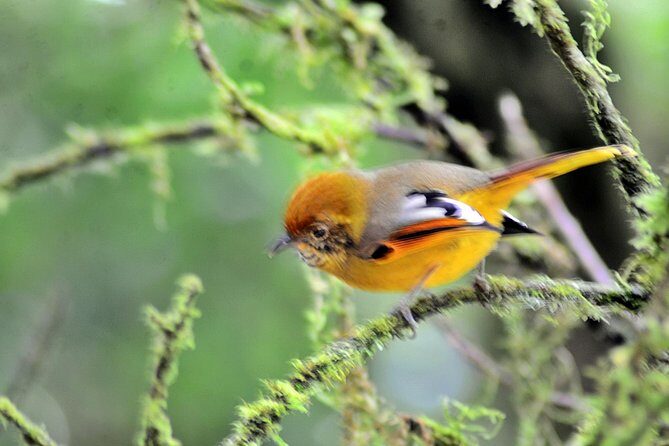 Mount Doi Inthanon Hiking & Bird Watching - The Sum Up: Why This Tour Is a Solid Choice for Adventurers