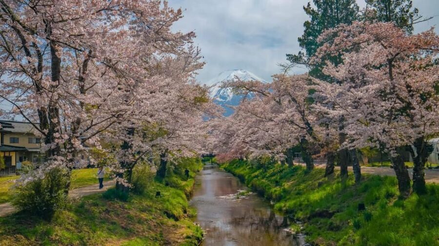 Mount Fuji Private Tour With English Speaking Driver/Guide - The Iconic Chureito Pagoda